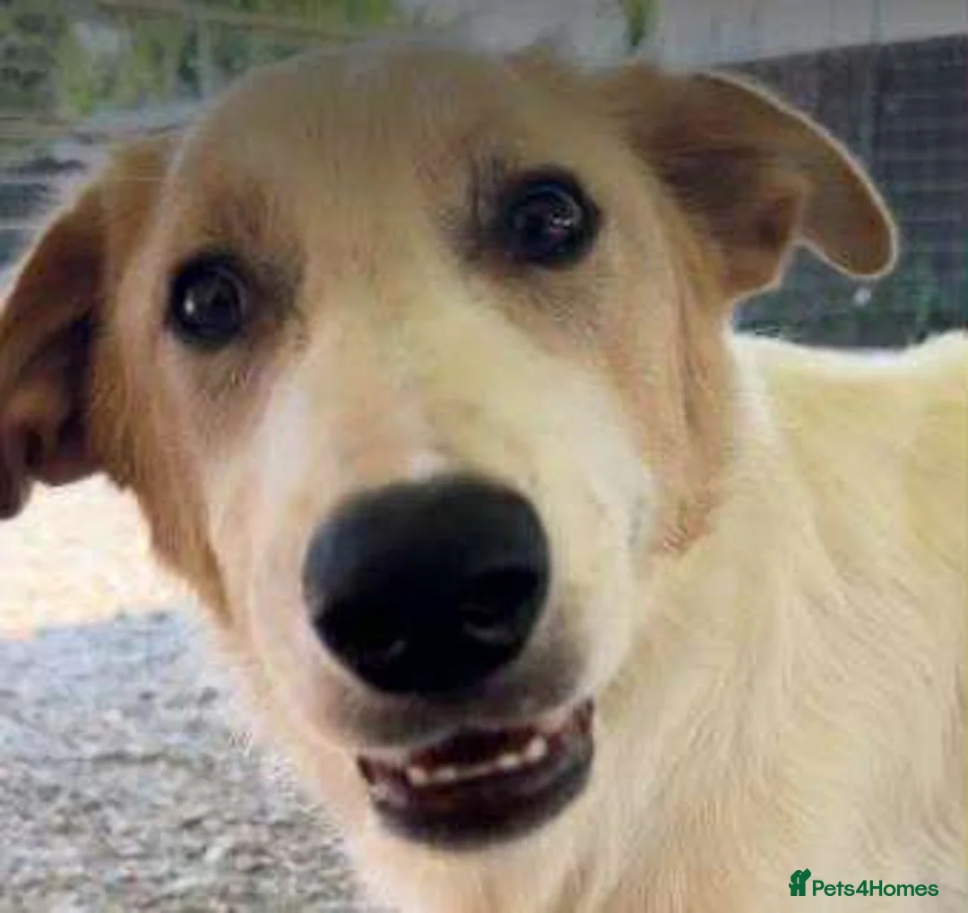 Mixed Breed dogs for adoption: 💙 Asher is Looking for love 🩵 🐾 - Advert 1