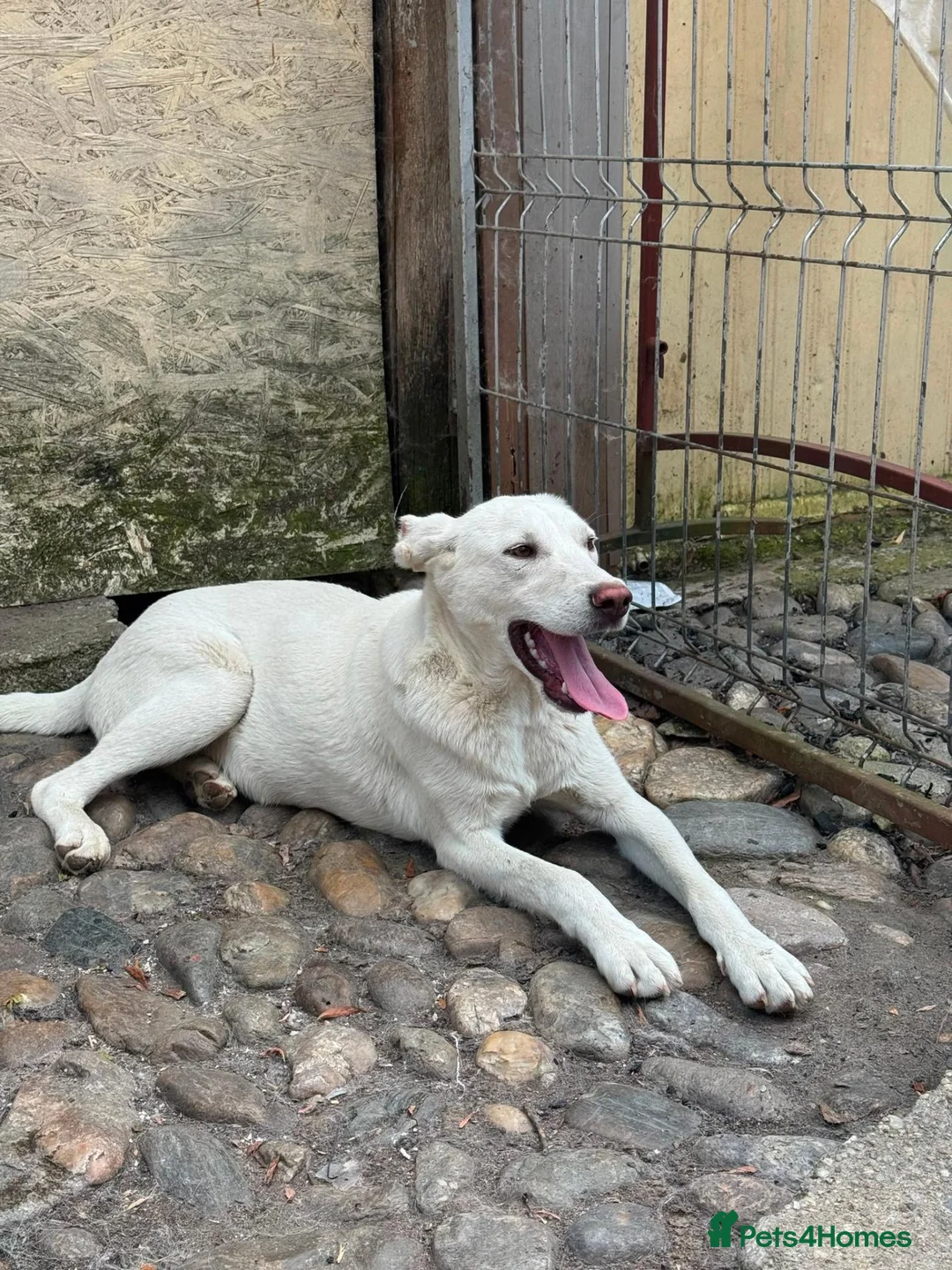 Mixed Breed dogs for adoption: 🐾❤️ROCKY – The Brave Boy Who Refused to Give Up❤️ - Advert 1