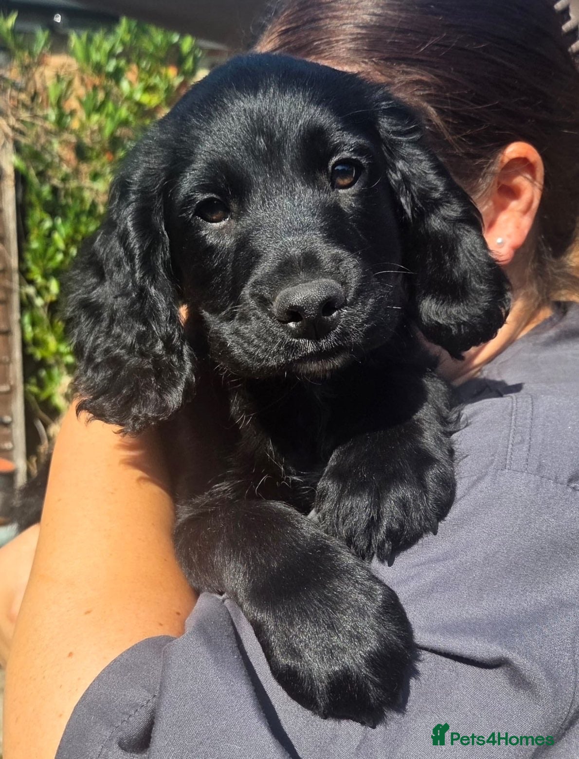 Mixed Breed dogs 2 beautiful sprockerpoos🩷💙 - Advert 9