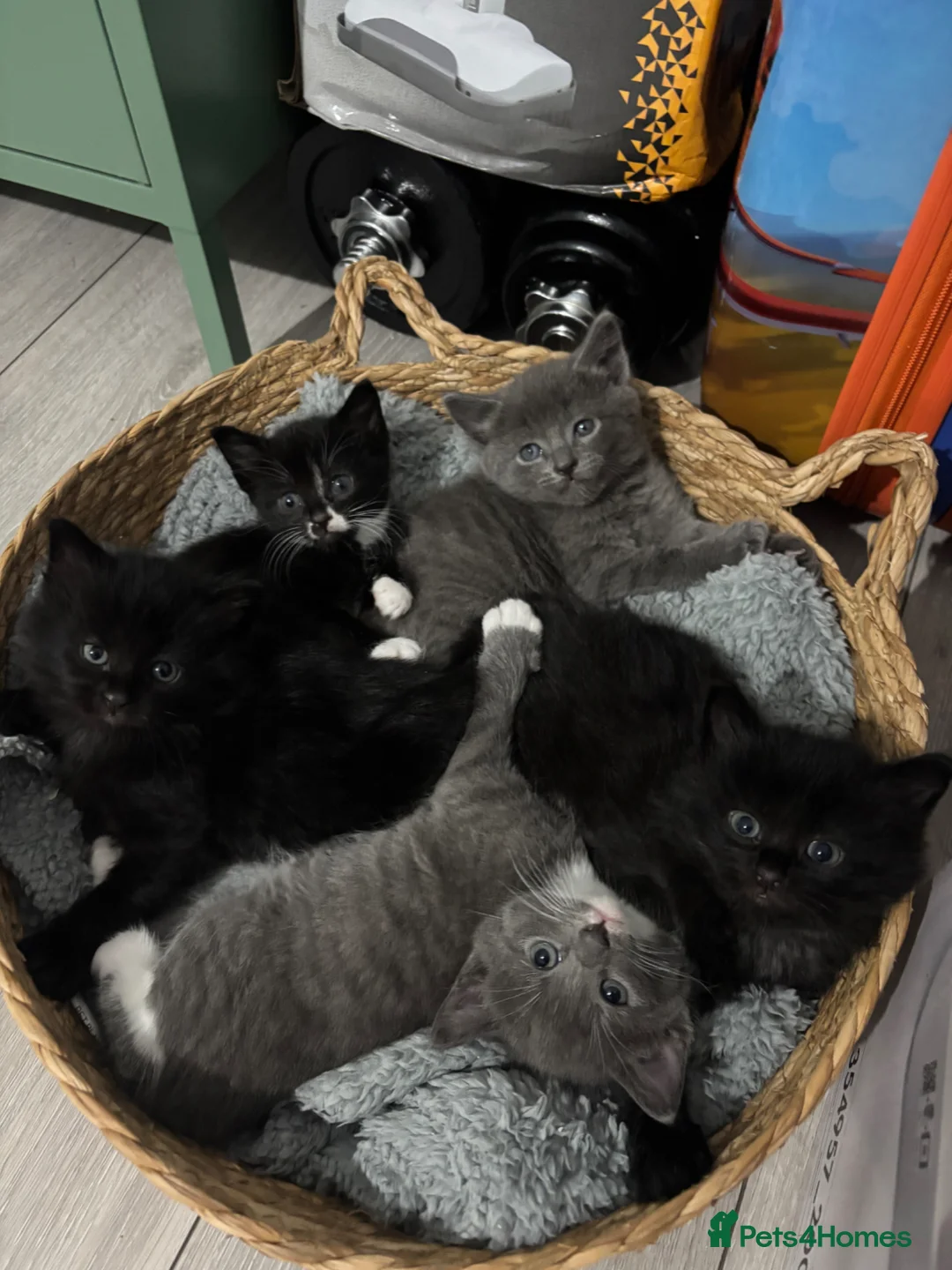 Mixed Breed cats for sale: 4 gorgeous kittens looking for their forever home in Exeter - Advert 1
