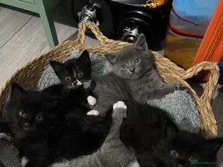 Mixed Breed cats 4 gorgeous kittens looking for their forever home - Advert 1