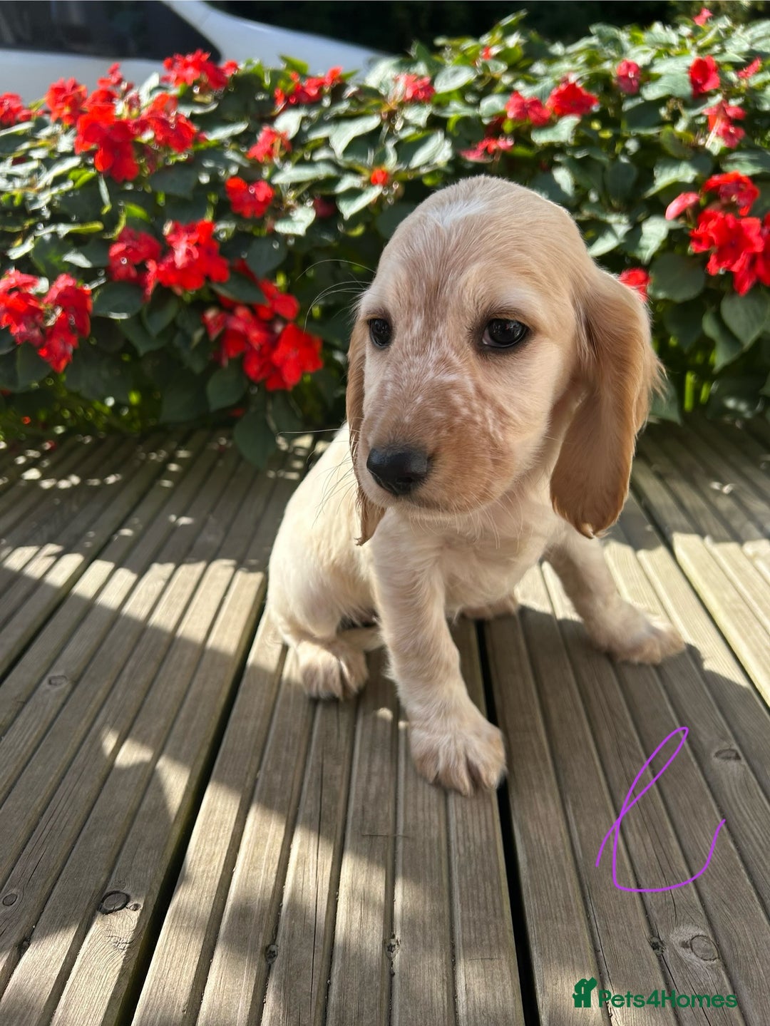 Cocker Spaniel dogs for sale: Cocker spaniel puppies - Image 15
