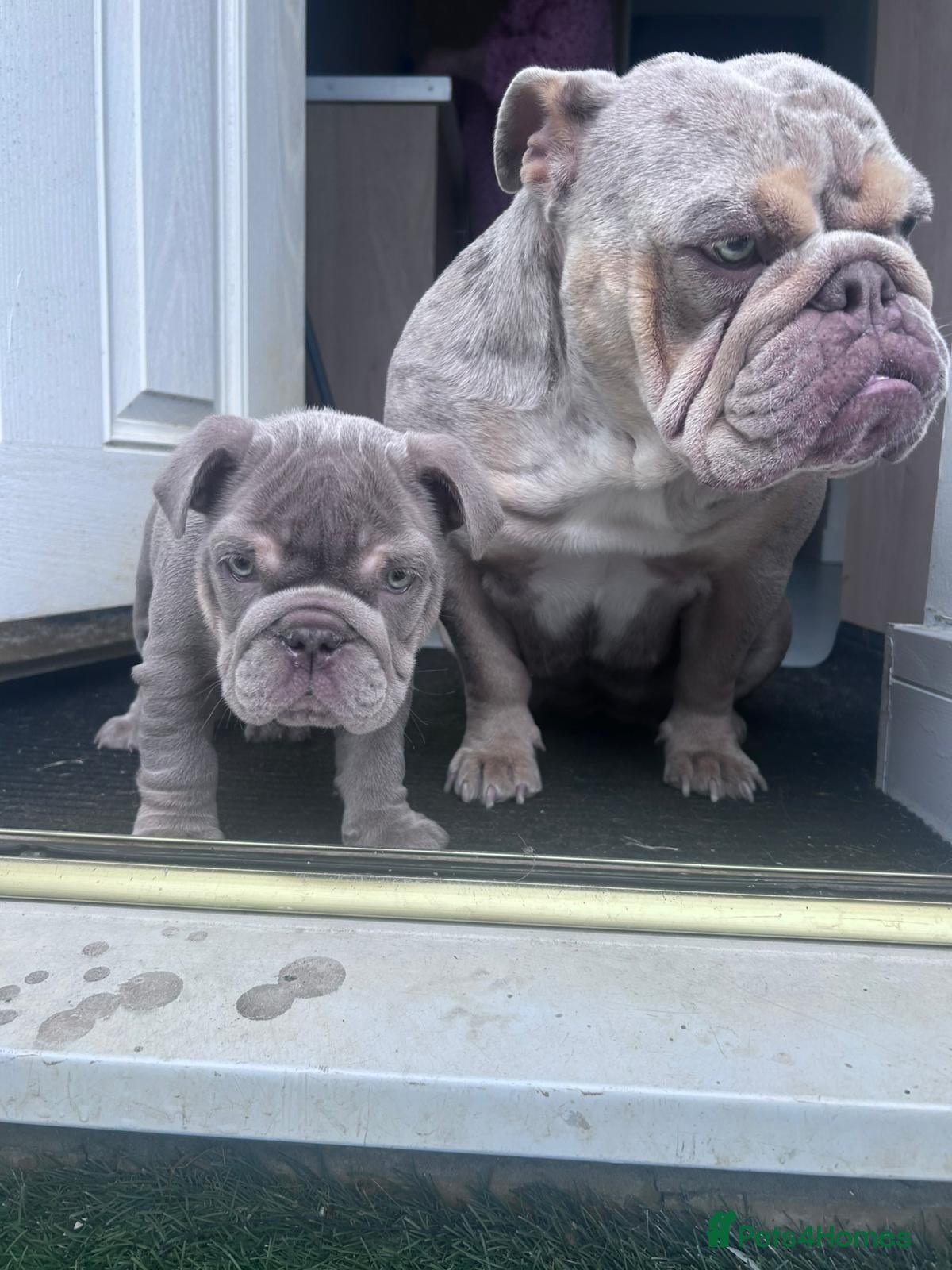 English Bulldog dogs for sale: 7 month old bulldog puppy  - Advert 9