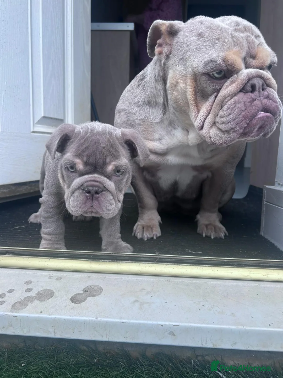 English Bulldog dogs for sale: 7 month old bulldog puppy  - Advert 1