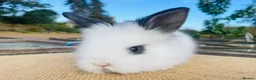 Lionhead rabbits for sale: Stunning double maned lionhead rabbits - Advert 7