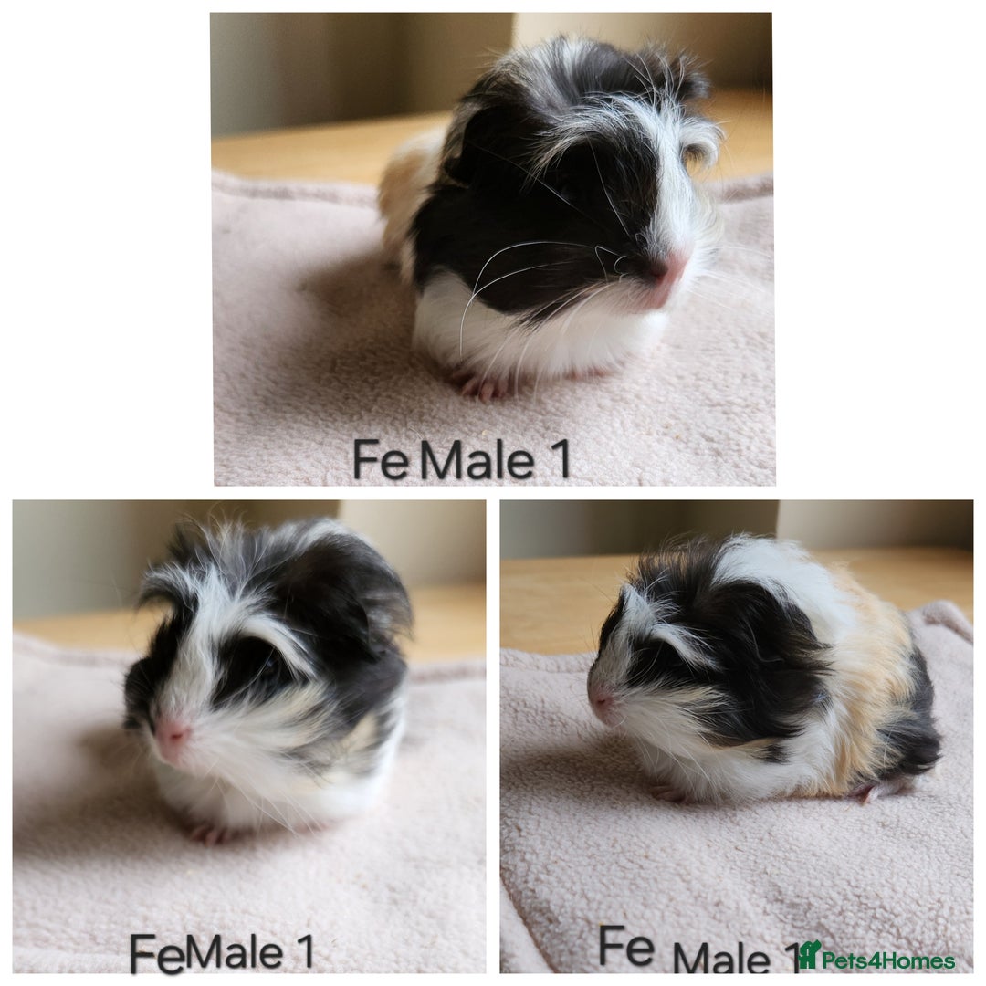 Guinea Pig rodents for sale: Cute Guinea Pups - Image 6