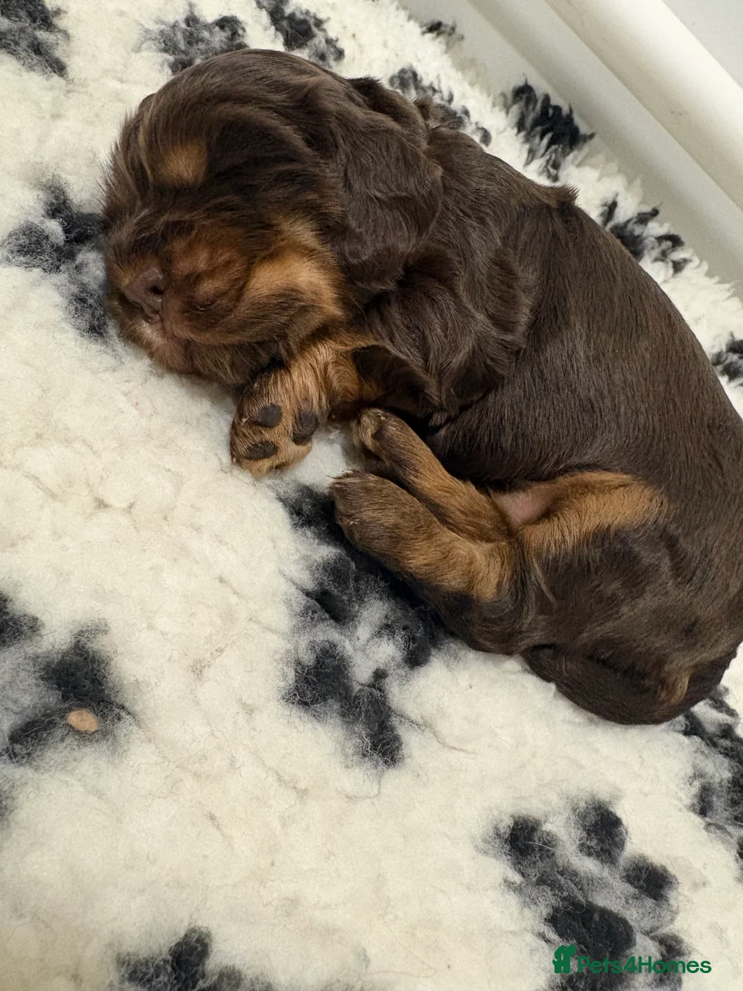Cocker Spaniel dogs for sale: Beautiful DNA tested Show Cocker Spaniels - Advert 5