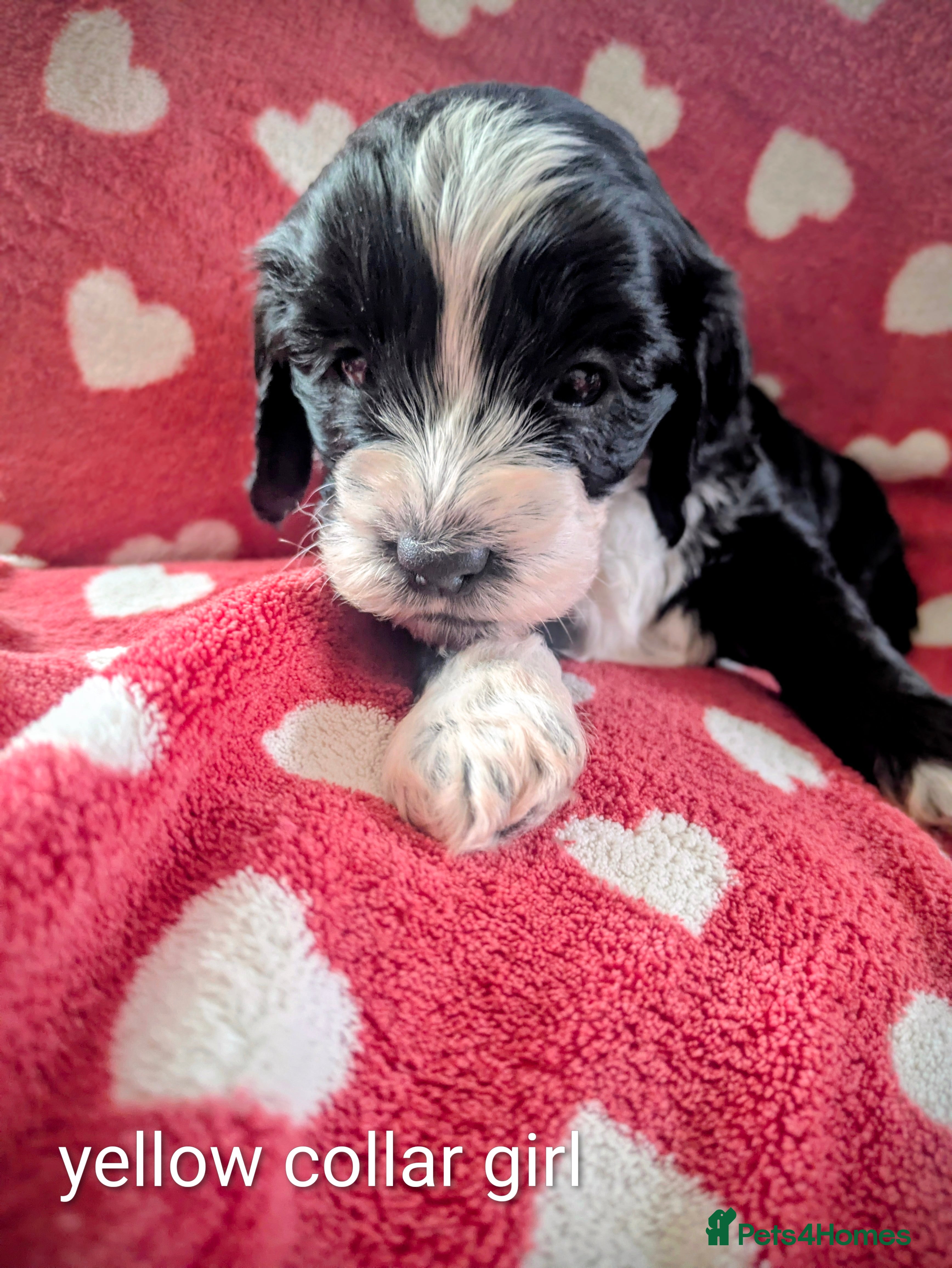 Cockapoo dogs F2  miniature cockapoo puppies for sale . - Advert 14