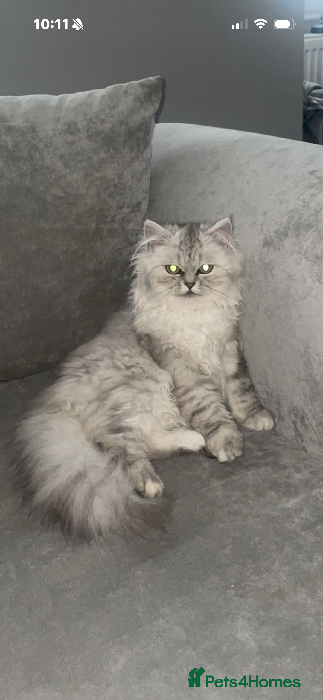 Persian cats for sale: 2 year old Persian  - Advert 1