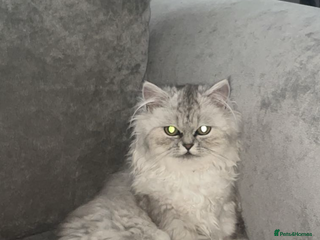 Persian cats 2 year old Persian - Advert 3