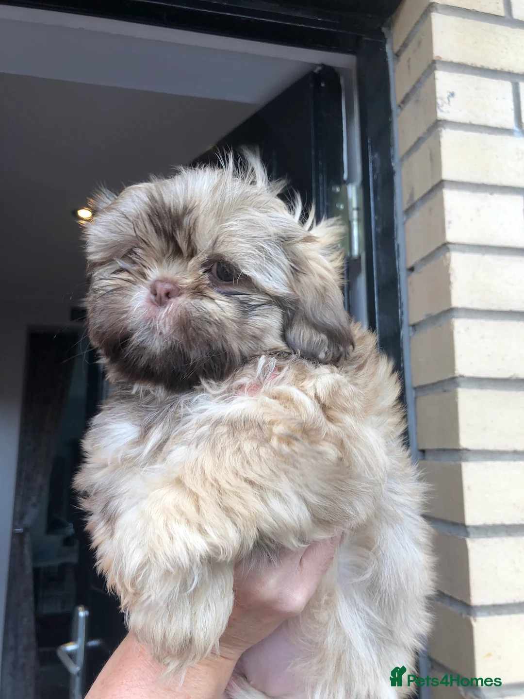 Shih Tzu dogs for stud: Shih tzu stud  in Glasgow - Advert 9