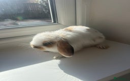 Mini Lop rabbits for sale: Mini dwalf lop - Image 1