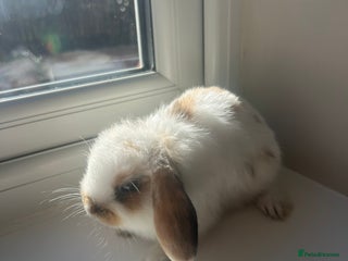Mini Lop rabbits for sale - Advert 1