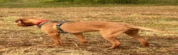 Hungarian Vizsla dogs for sale: Hungarian wire haired vizsla - Advert 9