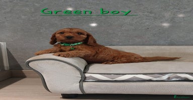 Cockapoo dogs - Advert 7