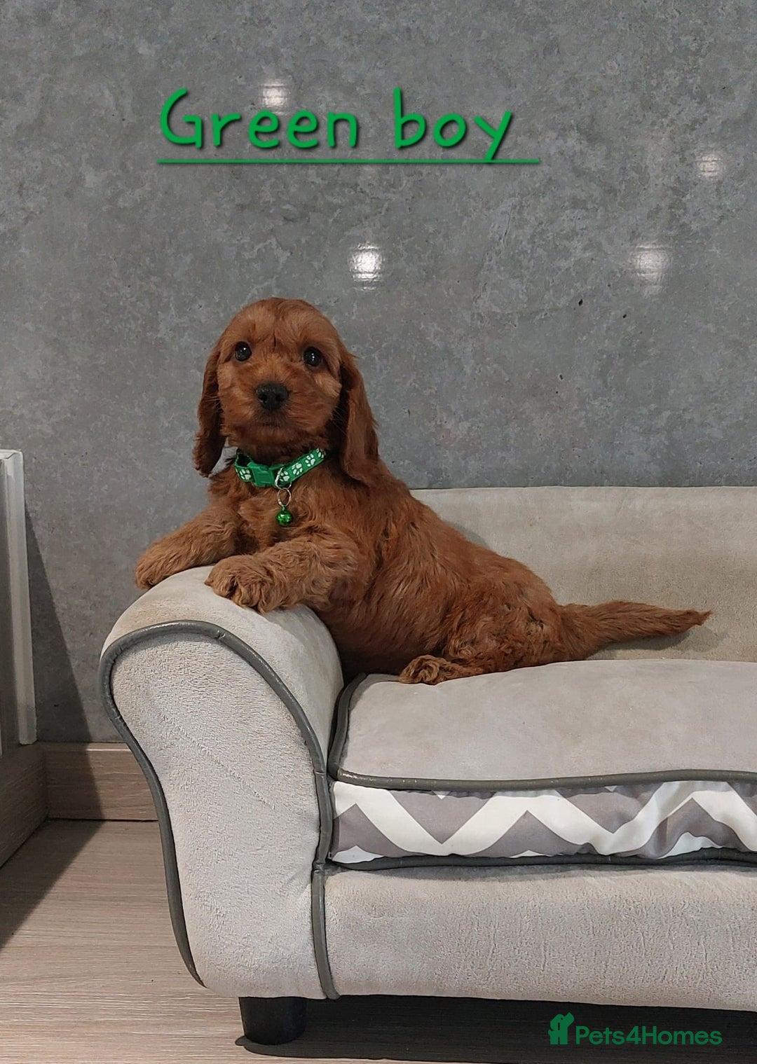 Cockapoo dogs for sale: Beautiful Red F1 Cockapoo puppies - Image 3