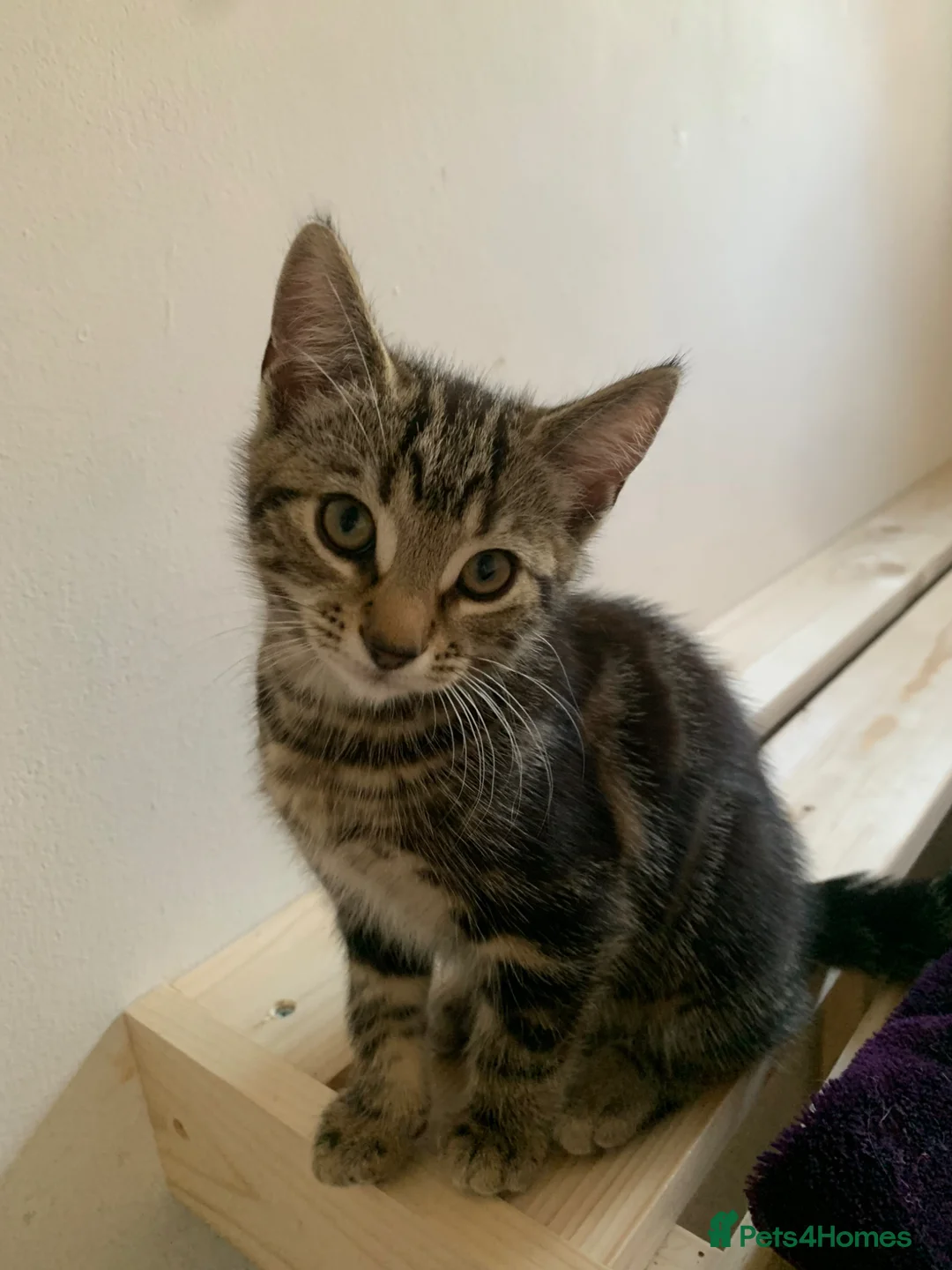 Mixed Breed cats for sale: 3 beautiful kittens  - Advert 1