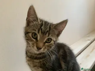 Mixed Breed cats 3 beautiful kittens - Advert 14