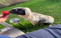 Mini Lop rabbits for sale: Pure breed mini lop bunnies - Image 13