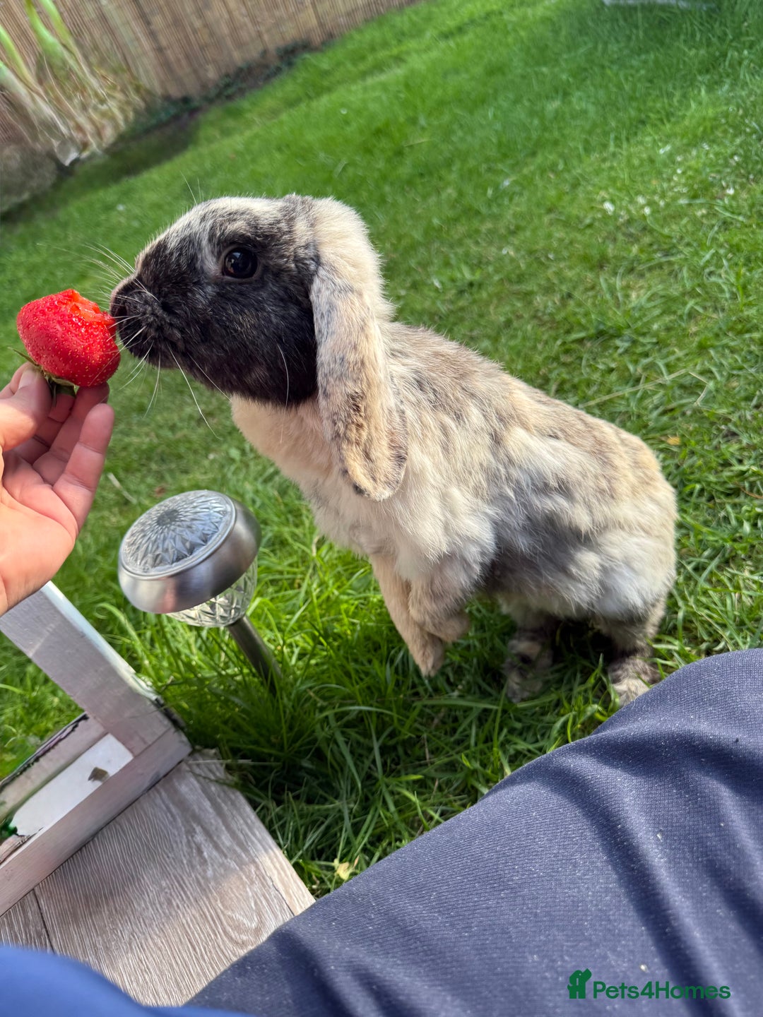 Mini Lop rabbits for sale: Pure breed mini lop bunnies - Image 13