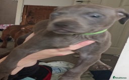 Mixed Breed dogs for sale: Cane corso x Irish Staffy Pups - Image 4