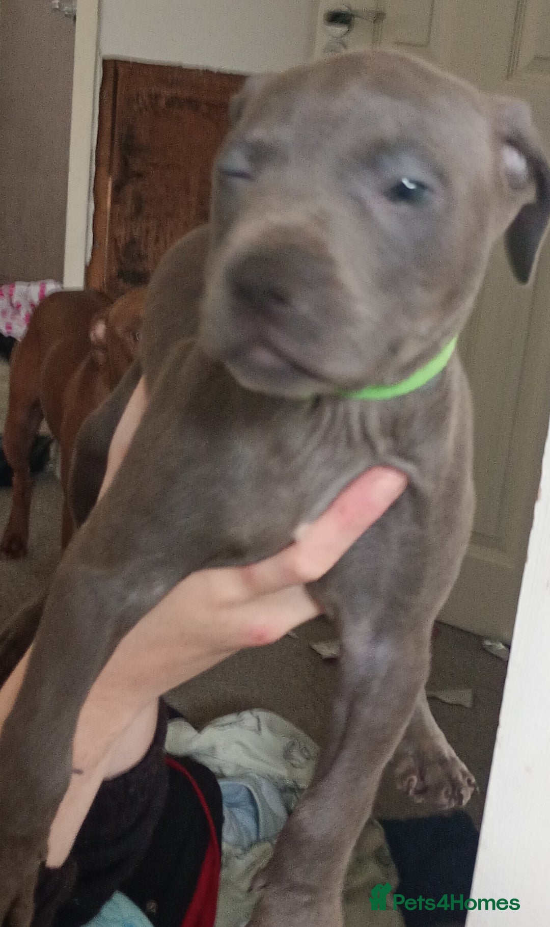 Mixed Breed dogs for sale: Cane corso x Irish Staffy Pups - Image 4