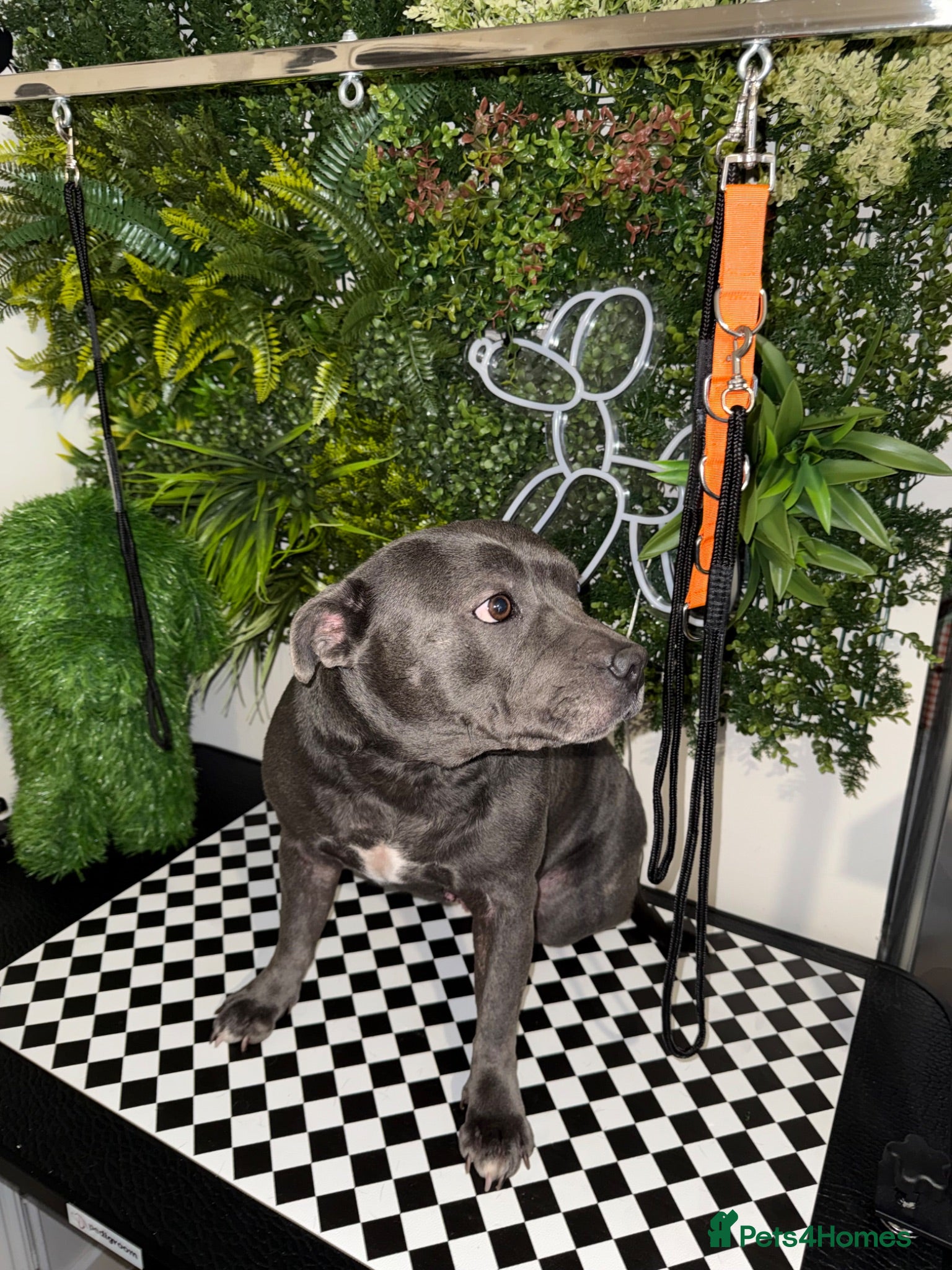 Staffordshire Bull Terrier dogs Female blue staff - Advert 1