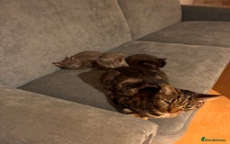 Mixed Breed cats for sale: Two beautiful girls  - Image 6