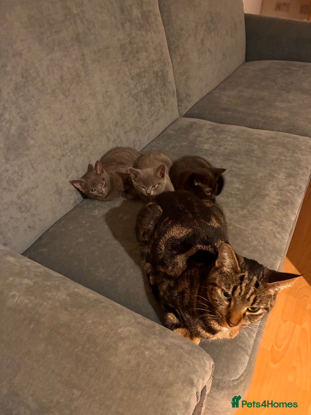 Mixed Breed cats for sale: Two beautiful girls  - Image 6