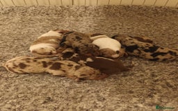 Dachshund dogs for sale: Dapple Dachshunds for sale  - Image 1