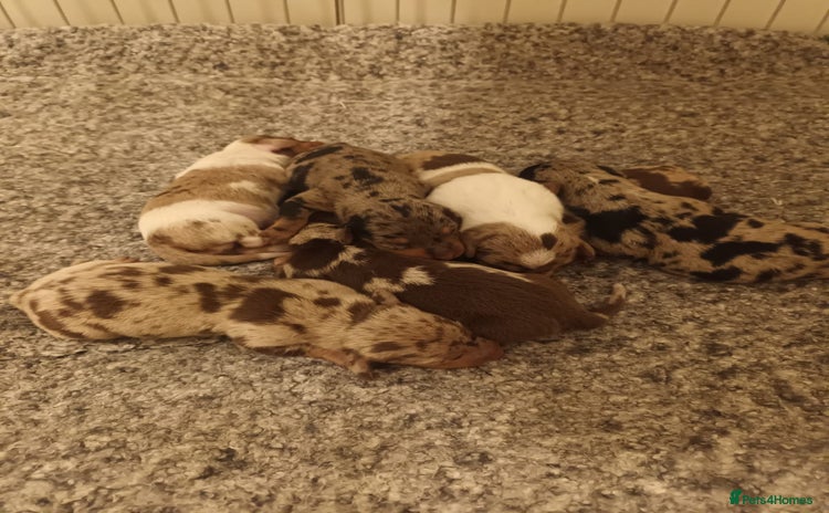 Dachshund dogs - Advert 6