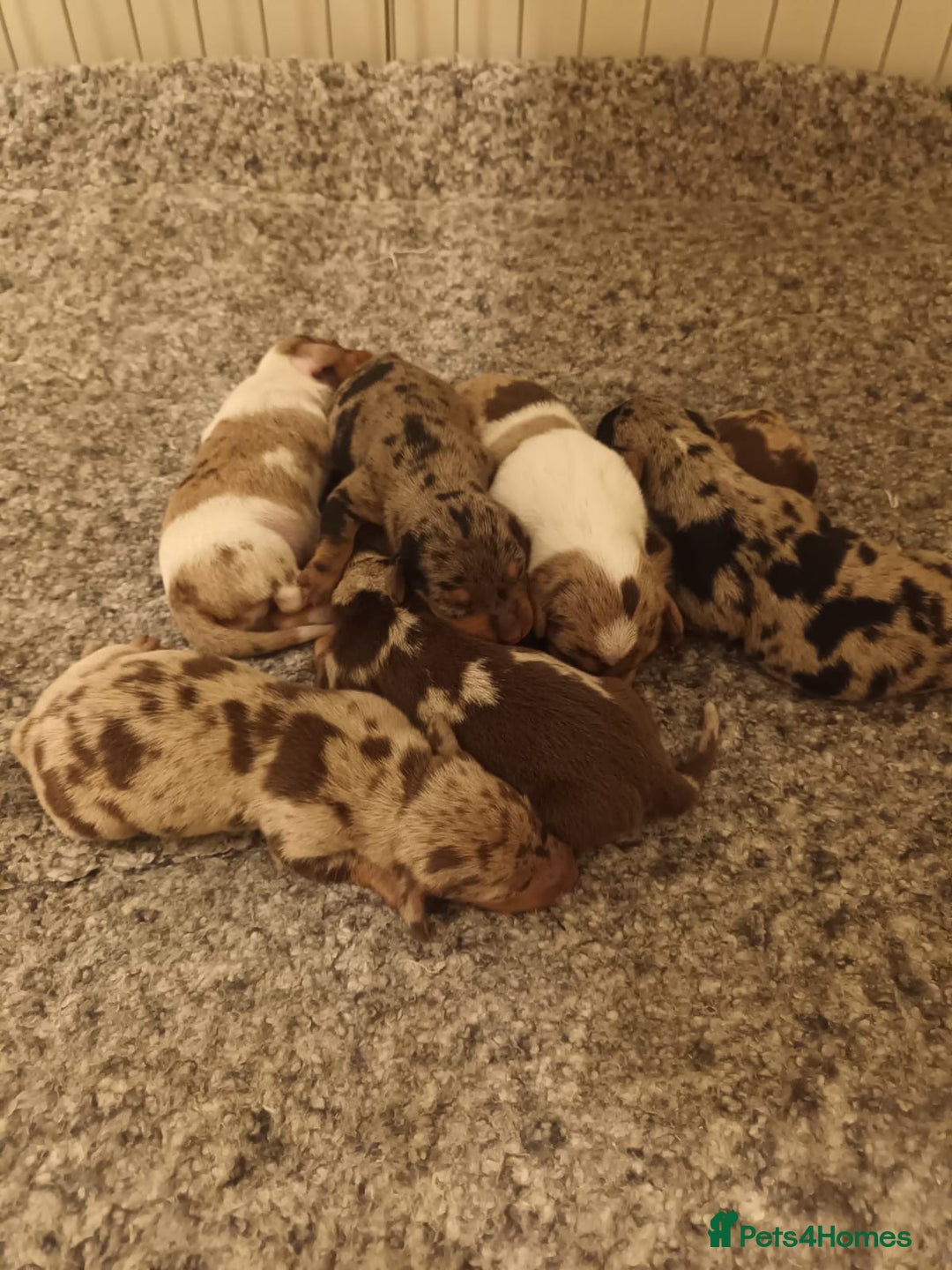 Dachshund dogs for sale: Dapple Dachshunds for sale  - Image 1