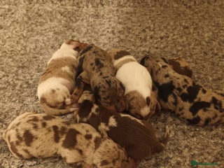 Dachshund dogs - Advert 16