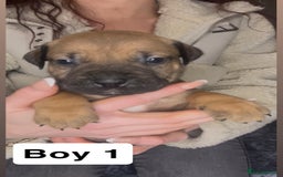 Mixed Breed dogs for sale: Mastiff puppies - Image 1