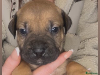 Mixed Breed dogs - Advert 1