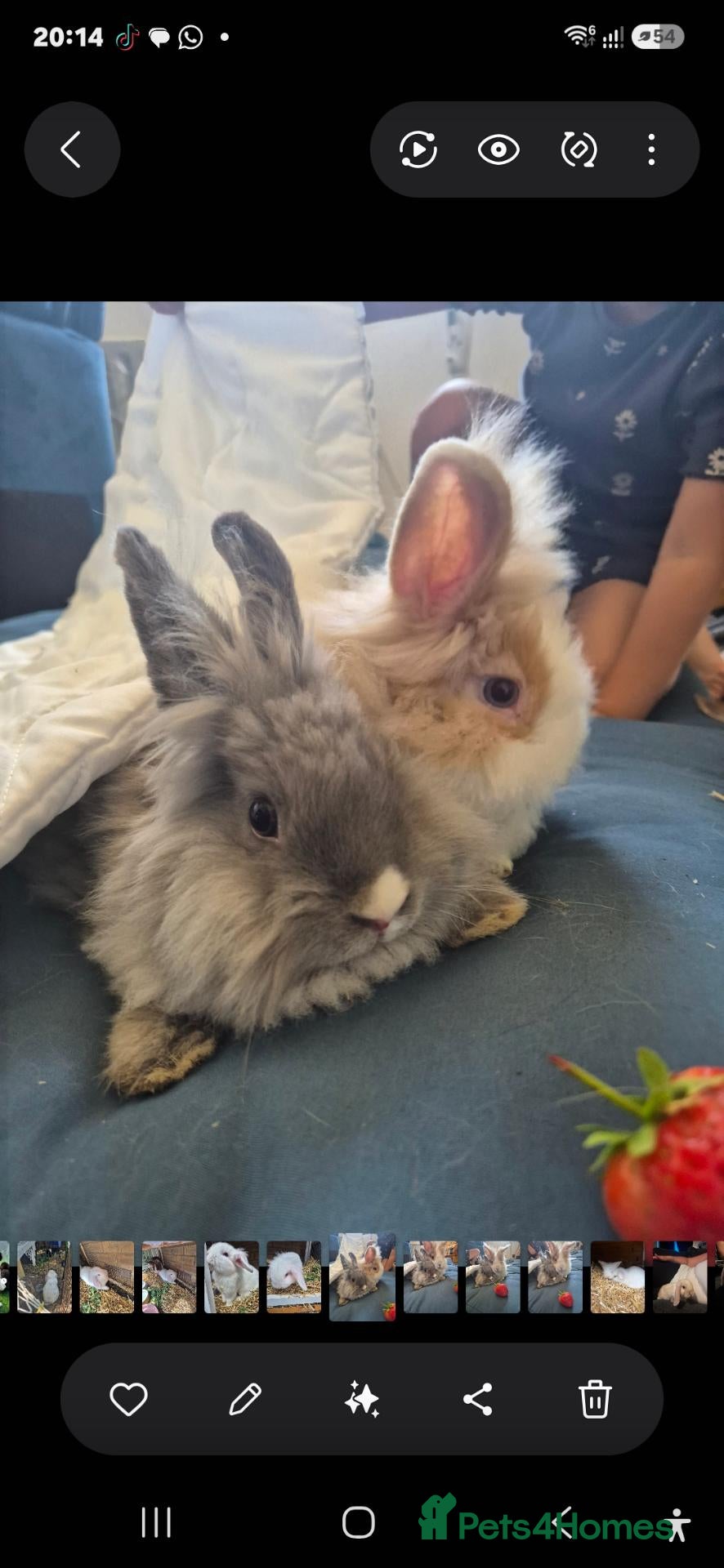 Mini Lop rabbits for sale: Beautiful Teddy Dwerg kits - Advert 3