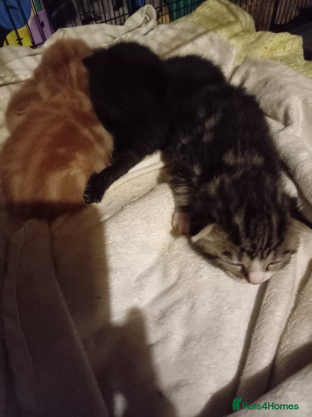 Mixed Breed cats for sale: Four mixed breed British short kittens - Image 4