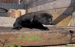 Mixed Breed dogs for sale: Stunning DNA heath test Collie x Hungarian Viszla - Image 19