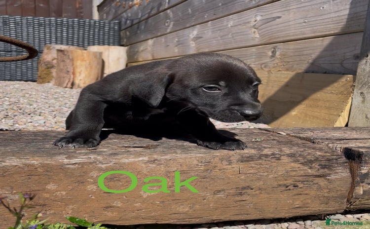 Mixed Breed dogs - Advert 4