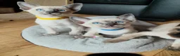 Siamese cats for sale: Gorgeous Siamese kittens!!! - Advert 18