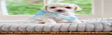 Mixed Breed 1