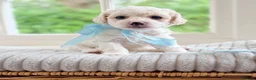 Mixed Breed dogs for sale: Stunning Shichon-poo teddies - Advert 3