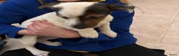 Jack Russell dogs for sale: Jack Russell Puppy  - Advert 3