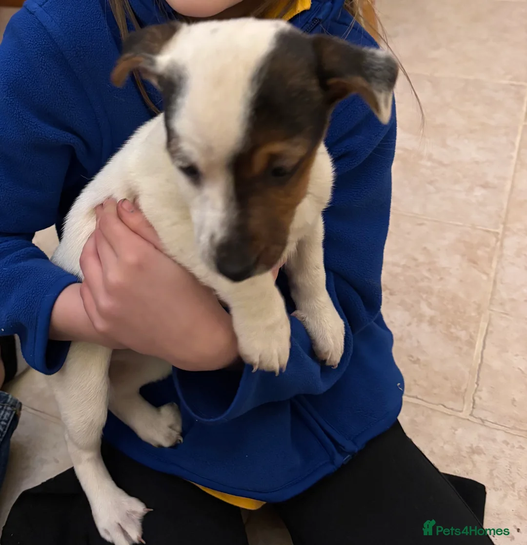 Jack Russell dogs for sale: Jack Russell Puppy  - Advert 3