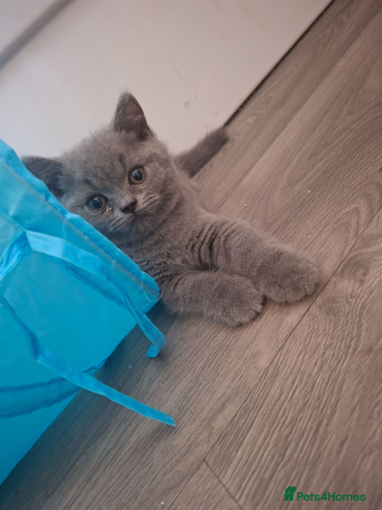 British Shorthair cats  Outstanding Chunky GCCF Pedigree BSH Kittens  - Advert 2