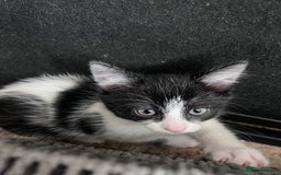 British Shorthair cats for sale: 4 kittens  - Image 3