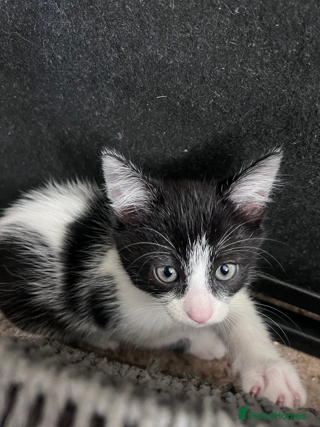 British Shorthair cats for sale: 4 kittens  - Image 3