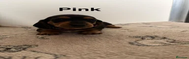 Dachshund Puppy 1 ( pink collar female ) Reserved 