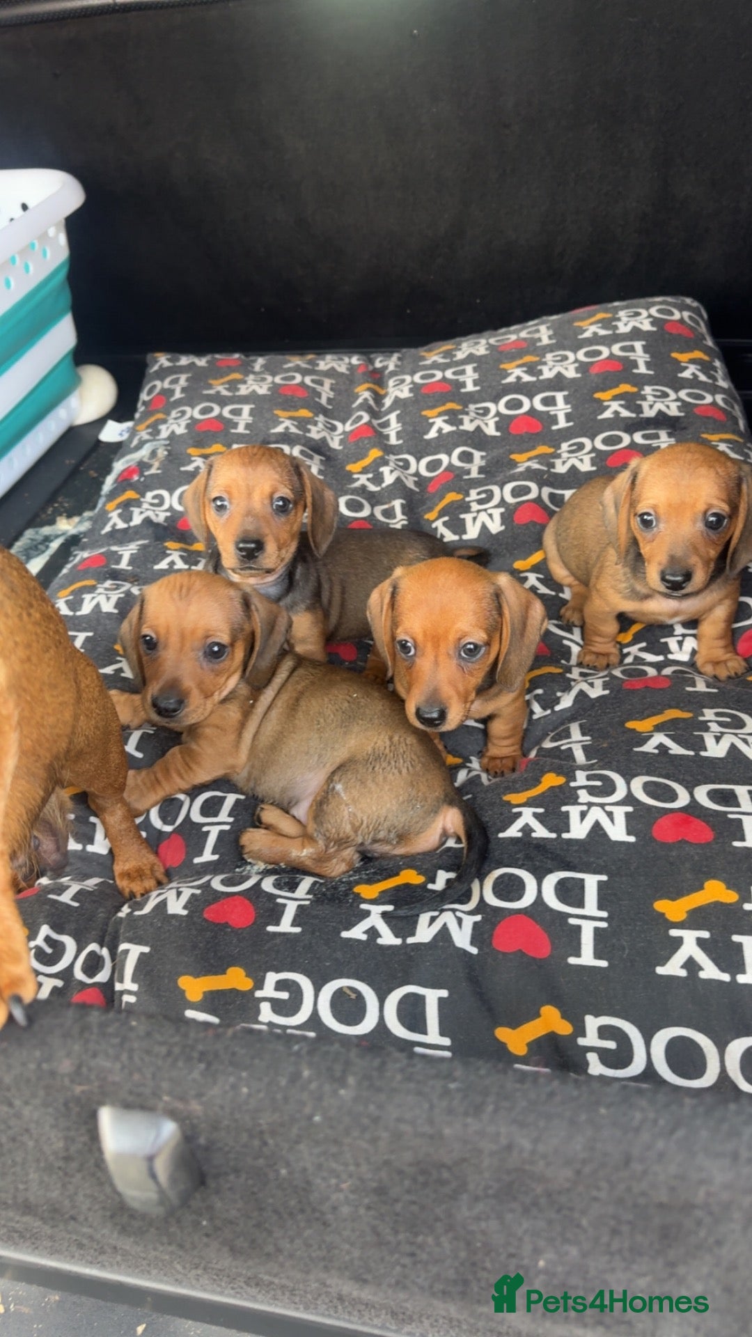 Miniature Dachshund dogs KC Registered miniature dachshund puppies  - Advert 1
