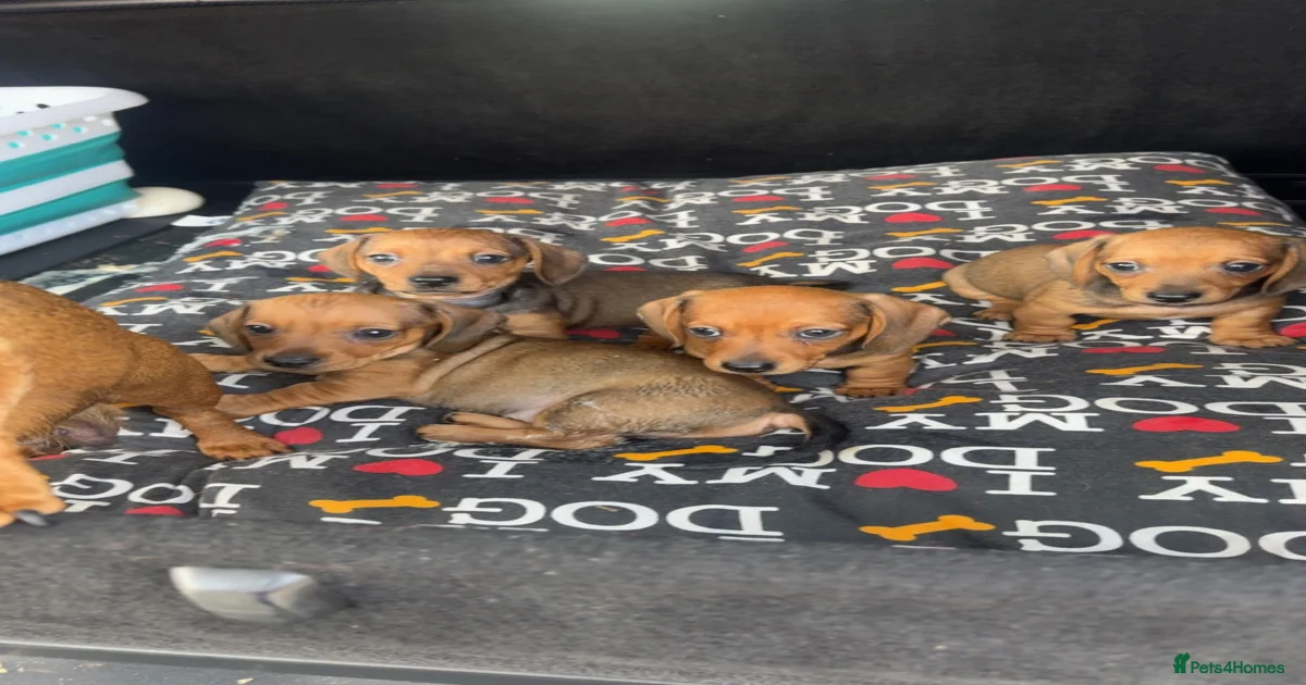 Miniature Dachshund Puppies for sale in Liverpool, Merseyside | Pets4Homes